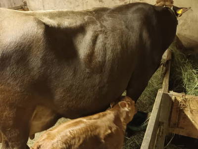 Bild 190 aus  Haus Hagspiel