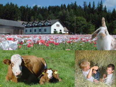 Bild 2 aus  Biohof Stark