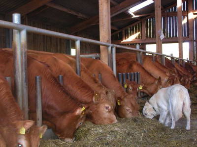 Bild 24 aus  Ferienhof Ebsen