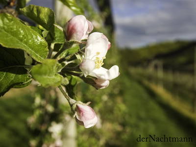 Bild 63 aus  Schwalbenhof