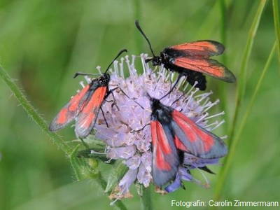 Bild 15 aus  Winzerhof