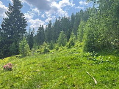 Bild 145 aus Neuwirth Hütte