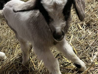 Bild 172 aus  Arlitscherhof 