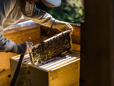 Bild 151 aus  Einkehrhof Poggau