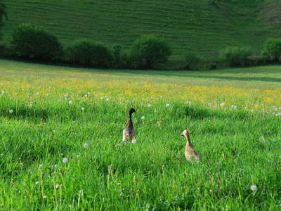 Bild 40 aus  Hinkerhof