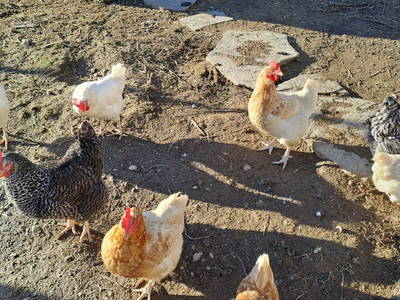 Bild 92 aus  Waldschönau