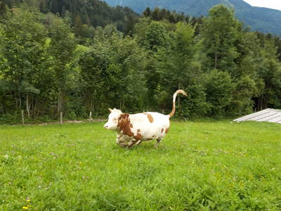 Bild 33 aus  Ferienhaus Untergrünweg