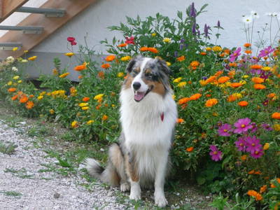 Bild 65 aus  Almresort Baumschlagerberg