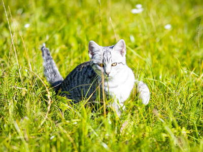 Bild 44 aus  Köck-Chalet