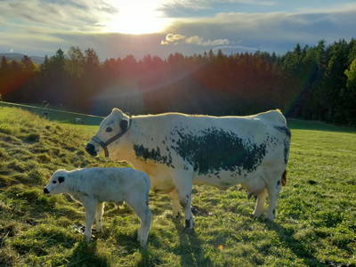 Bild 7 aus  Pircherhof - Adults Only am Biobauernhof