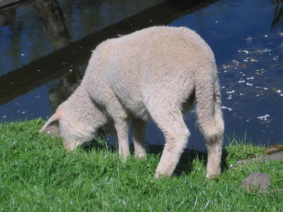 Bild 15 aus  Pension Baarblick