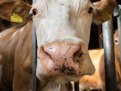 Bild 54 aus  Almhof Unterranner