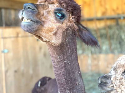 Bild 59 aus  Weingut Dworschak