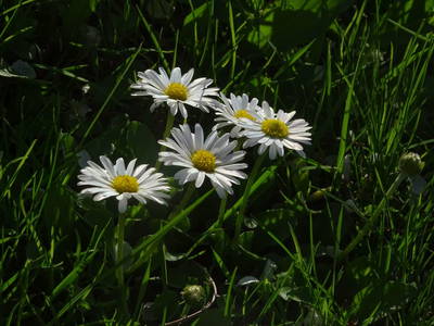 Bild 84 aus  Forstbauer