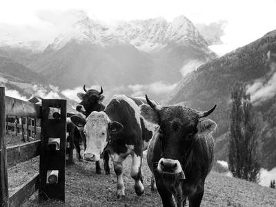 Bild 16 aus  Haus Wille