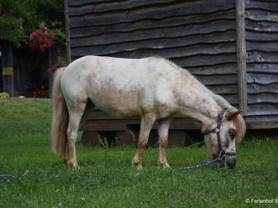 Bild 48 aus  Ferienhof Sturm