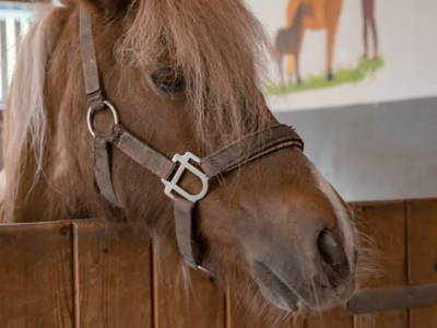 Bild 104 aus  Kinderbauernhof Albeineler Pitztal Tirol