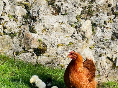 Bild 113 aus  Kleelehof