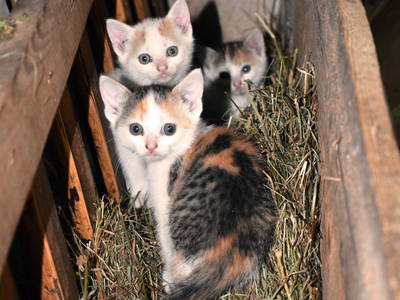 Bild 14 aus  Wratschnighof