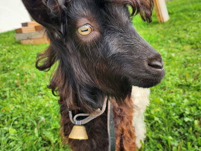 Bild 23 aus  Blickfang Bregenzerwald