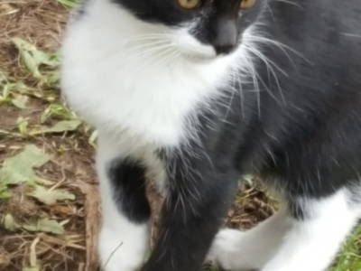 Bild 69 aus  Bauernhof Appartments Zechner