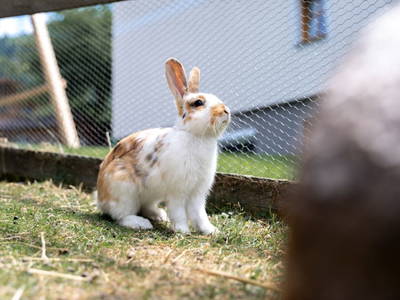 Bild 166 aus  Bio Bauernhof Tobhartbauer