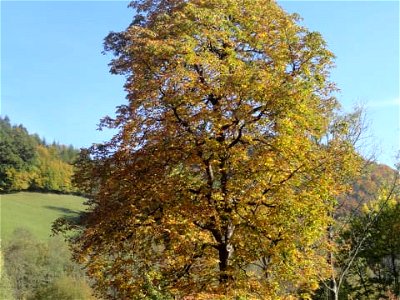 Bild 26 aus Apartment an der Mariazellerbahn