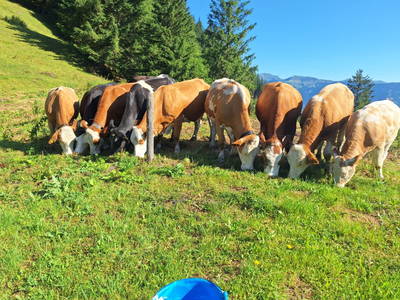 Bild 58 aus  Kaserer