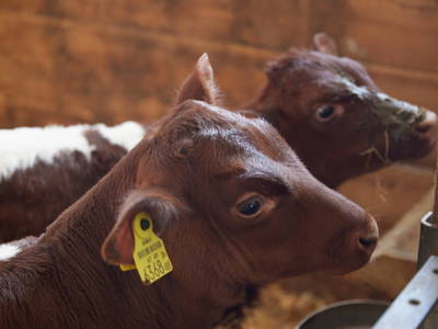 Bild 152 aus  Torlehenhof