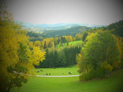 Bild 5 aus  Biohof Stadlbauer
