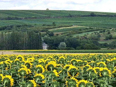 Bild 48 aus  Ferienhaus Weinviertel
