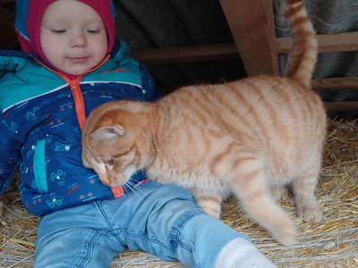 Bild 115 aus  Reiterhof Pfleger