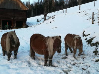 Bild 76 aus  Biobauernhof Thonnerhof