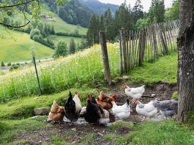 Bild 32 aus  Göttfriedbauer