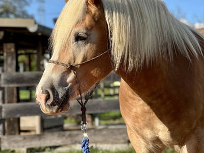 Bild 34 aus  Rutarhof