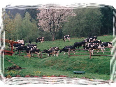 Bild 26 aus  Diwaldhof