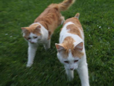 Bild 64 aus  Pieber-Staberhof