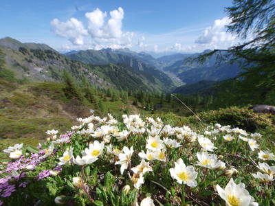 Bild 84 aus  Taxengut