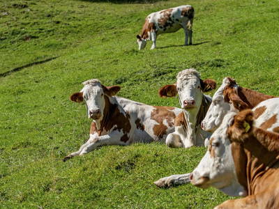 Bild 155 aus  Hagerhof