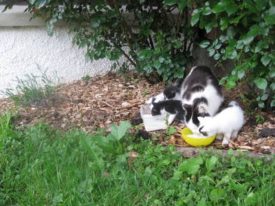 Bild 61 aus  Pieber-Staberhof