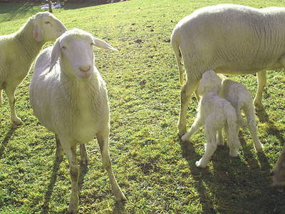 Bild 7 aus  Dammerer Hof