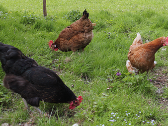 Bild 26 aus  Meisterhof