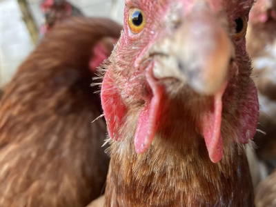 Bild 146 aus  Apartment "Kalbschädl"