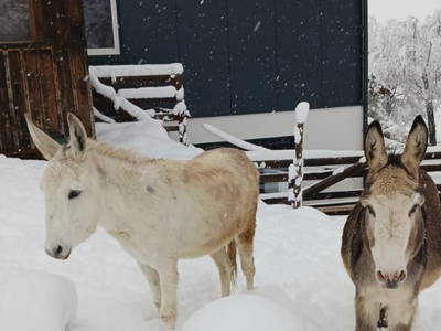 Bild 15 aus  Ferienwohnungen Widlroither (Kogler)