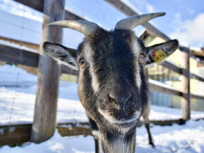 Bild 160 aus  Forstbauer