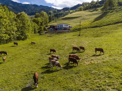 Bild 9 aus  Hofquartier Retzmoar