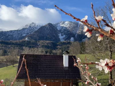 Bild 63 aus  Rotbuchner 