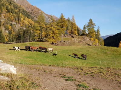 Bild 63 aus  Pöllitzgut