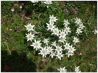 Bild 39 aus  Ferienhaus Kerschbaumerhof