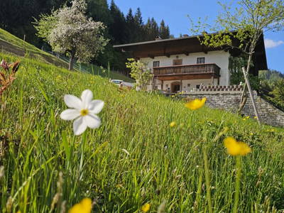Bild 86 aus  Pfleger Ranch am Schönegg Gut